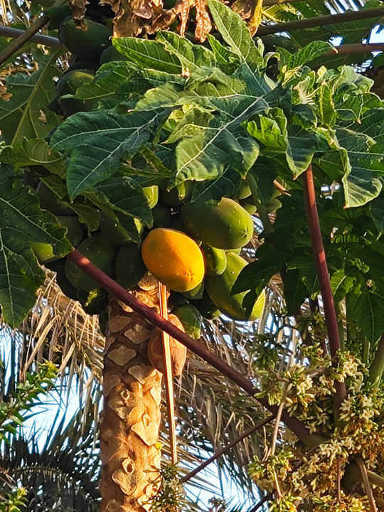 Gartenanlage Sheraton Miramar Resort El Gouna