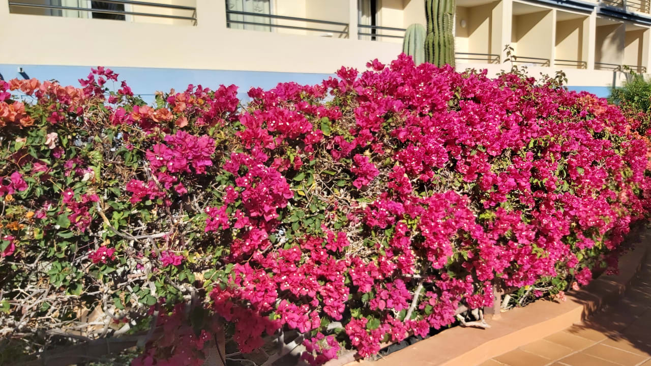 Gartenanlage IFA Altamarena by Lopesan Hotels