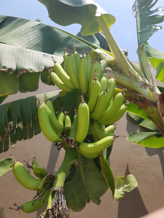 Gartenanlage Haydarpasha Palace