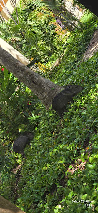 Sonstiges Iberostar Waves Paraiso del Mar
