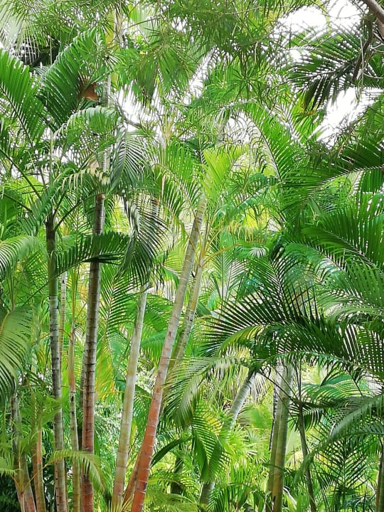 Gartenanlage Bamboo Village Beach Resort & Spa