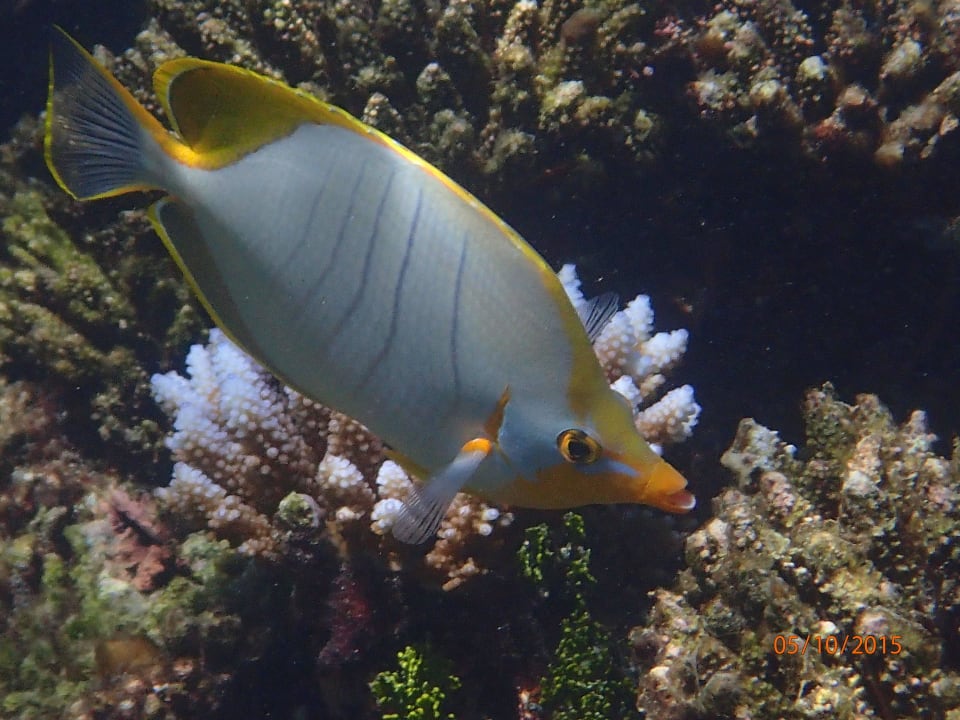 Gelbkopf Falterfisch ROBINSON MALDIVES