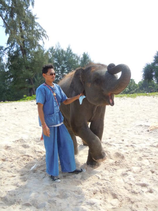 Zuckersüßer Baby-Elefant am Strand  Best Western Premier Bangtao Beach Resort & Spa
