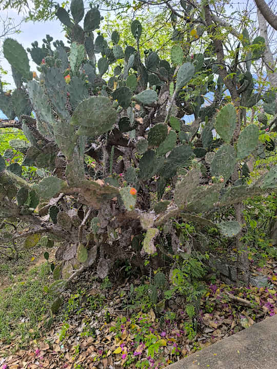 Gartenanlage Pandanus Resort