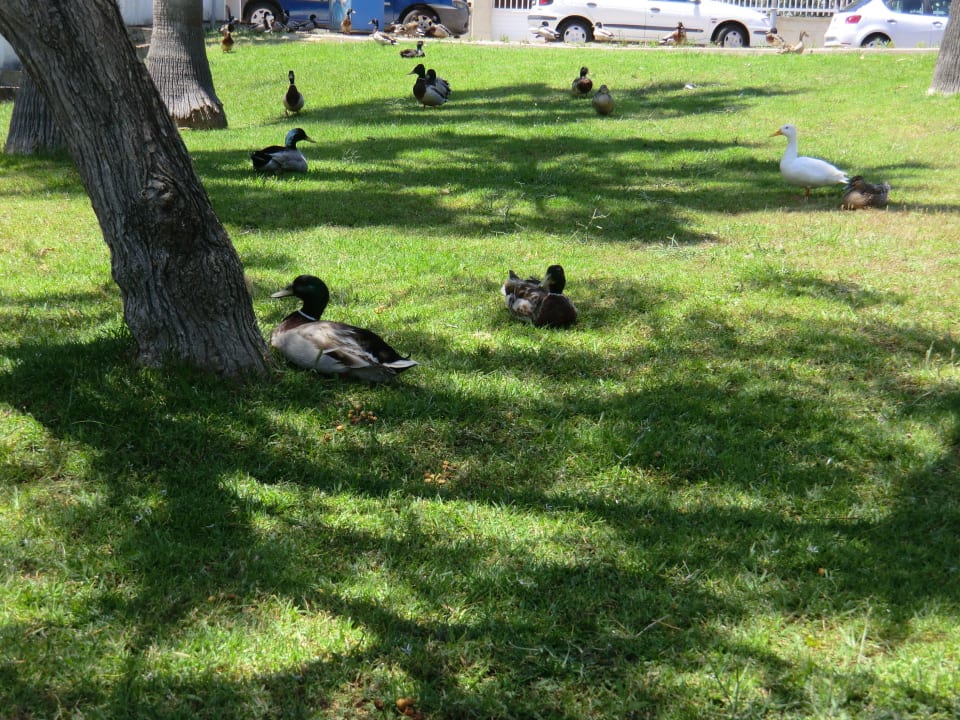 Enten-Siesta Hotel Exagon Park