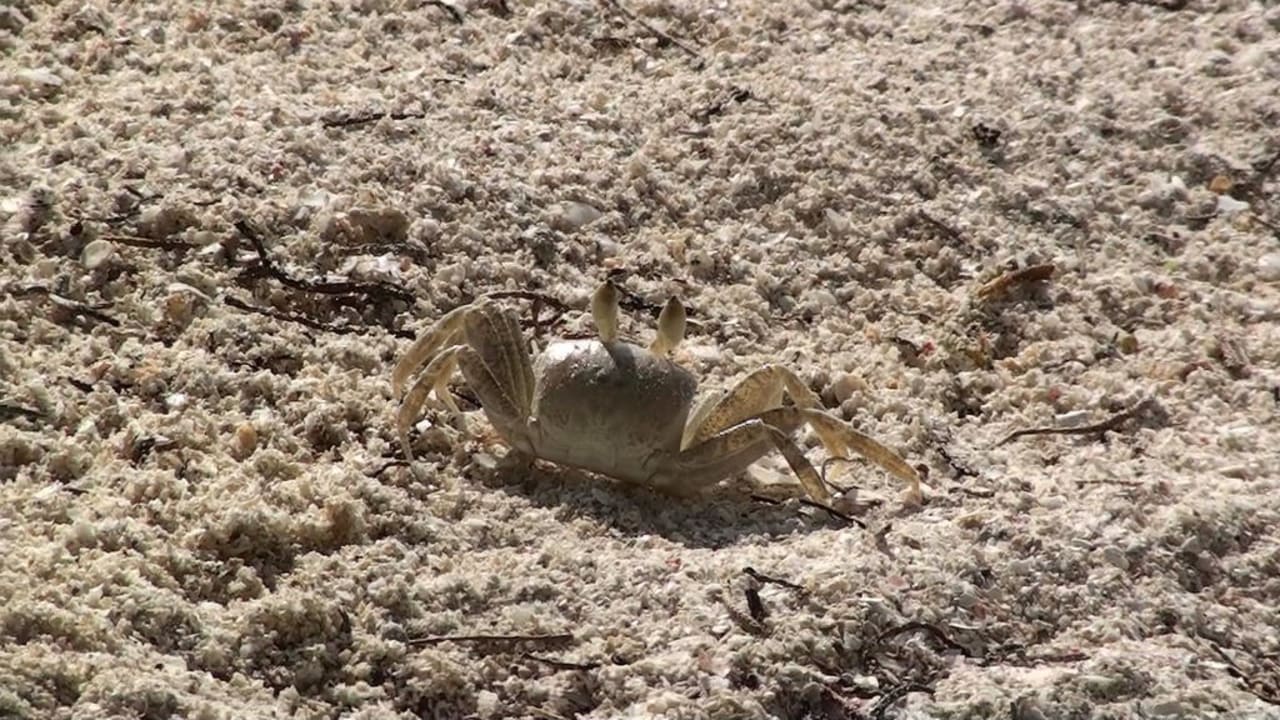 Kleine Krebse Hotel Karibuni Rafiki Beach Resort