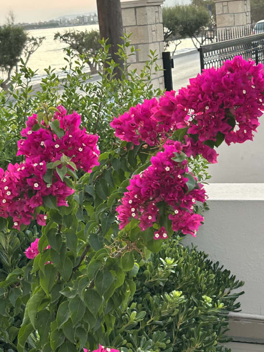 Gartenanlage Tylissos Beach Hotel