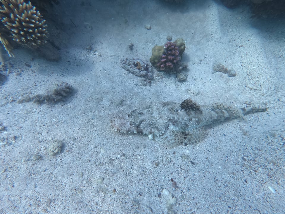 Strand Mövenpick Resort El Quseir