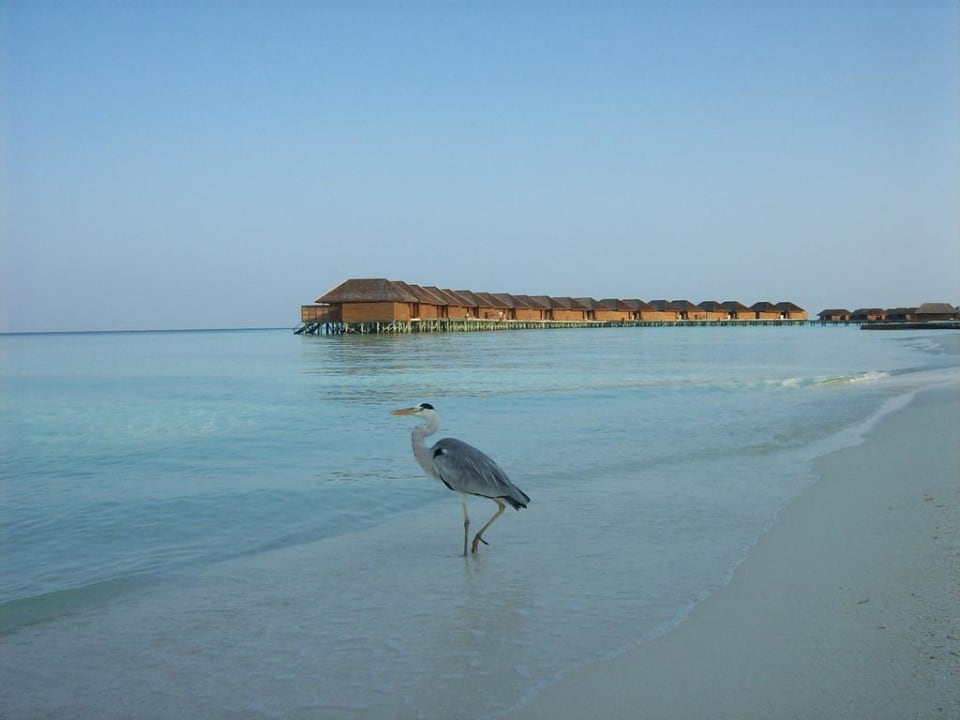 Wasserbungalows Veligandu Maldives Resort Island
