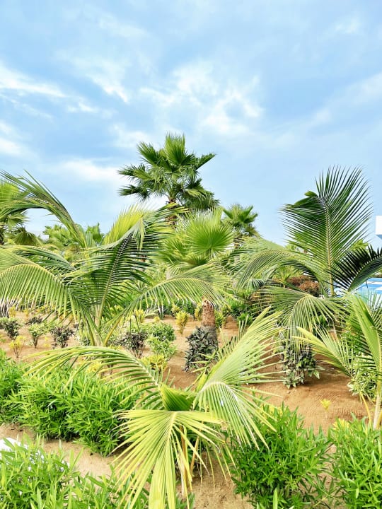 Gartenanlage Hotel Riu Palace Boavista