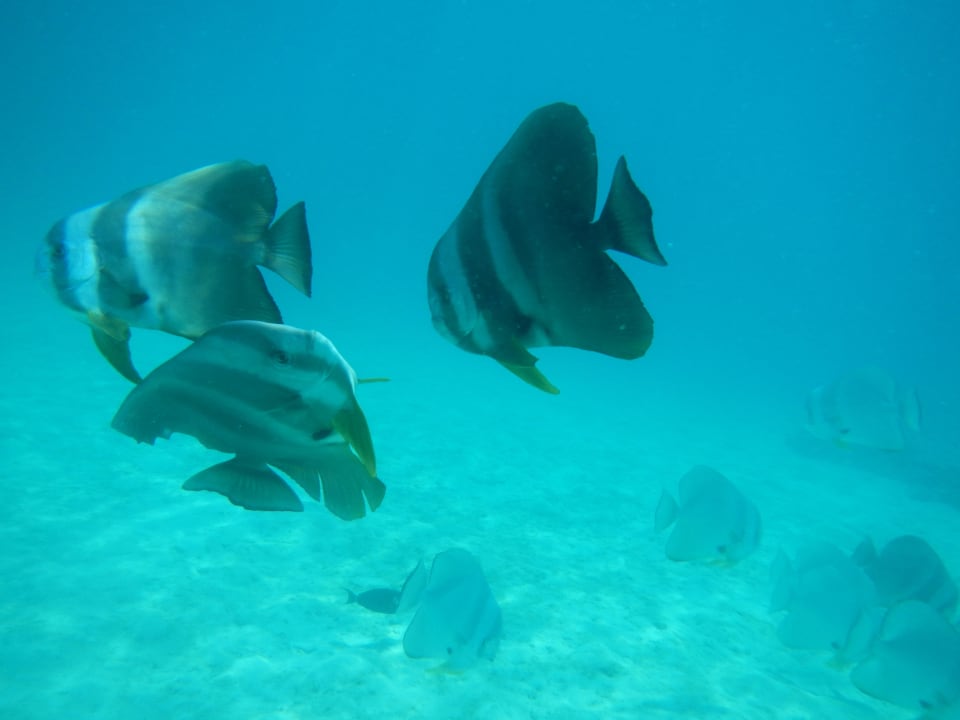 Die neugierigen Fledermausfische Summer Island Maldives