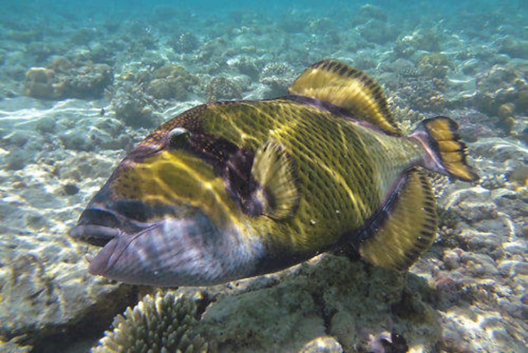 Riesendrücker Embudu Village