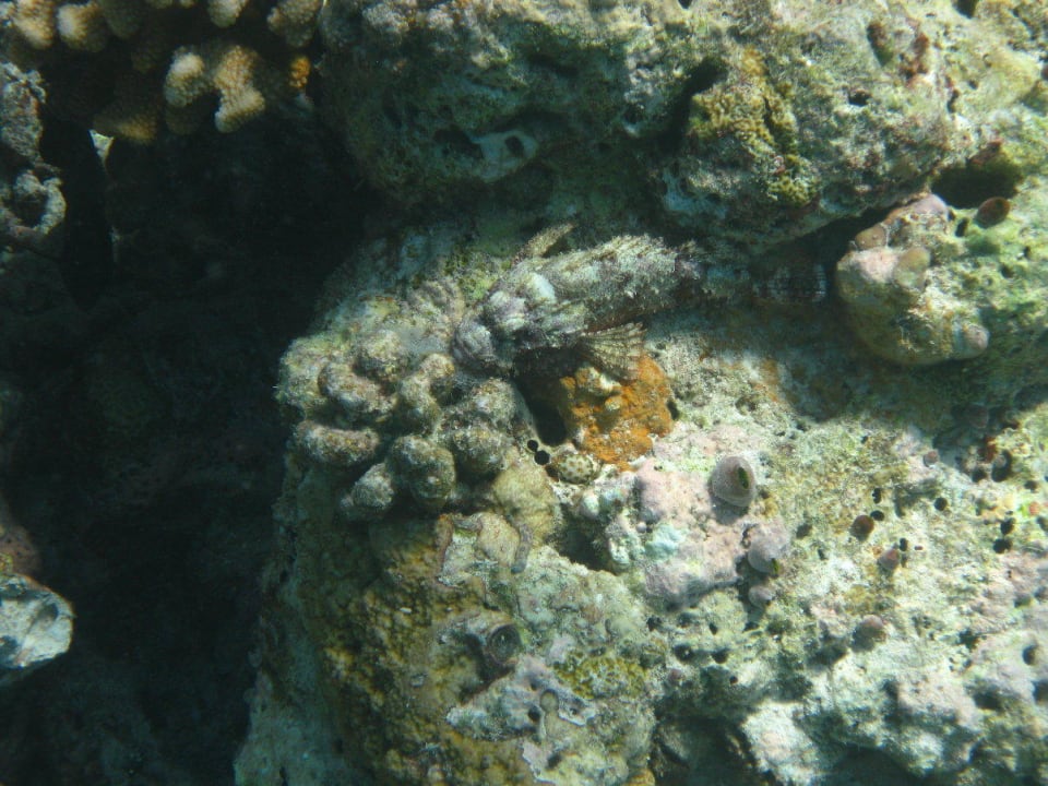 Unterwasserwelt am Hausriff NH Collection Maldives Reethi Resort