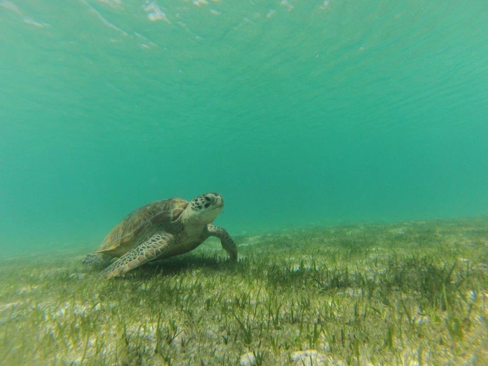 Turtle Kuredu Island Resort & Spa