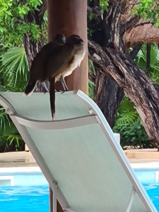 Sonstiges Iberostar Selection Paraiso Lindo