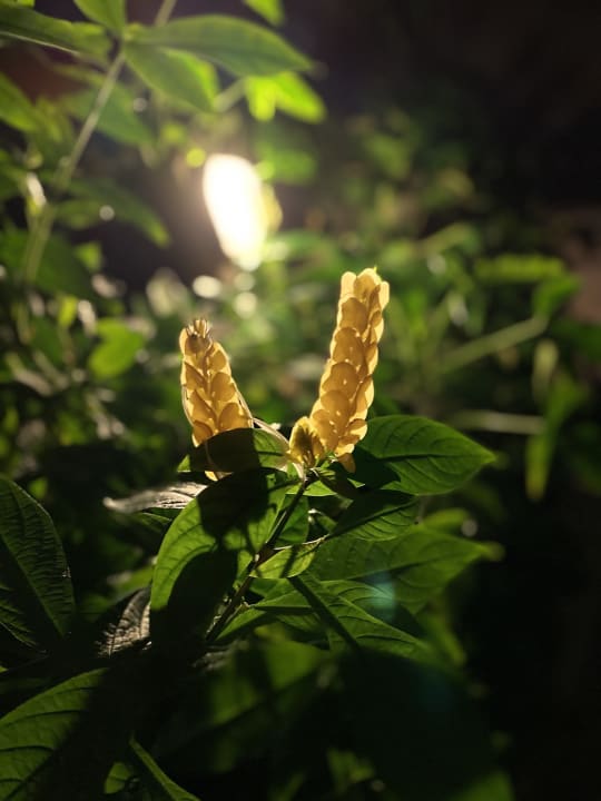 Gartenanlage Tropical Islands Resort