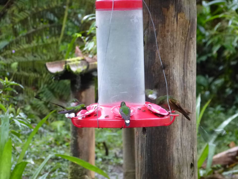 Viele Vögel an den Tränken Hotel Sachatamia Lodge
