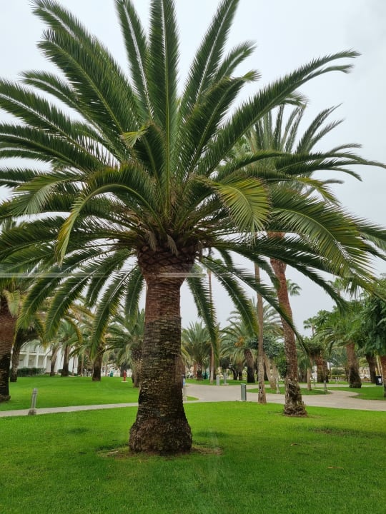 Gartenanlage Hotel Riu Gran Canaria