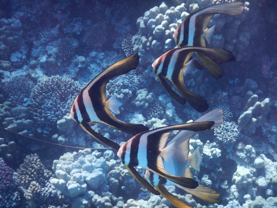 Sport & Freizeit Grand Makadi