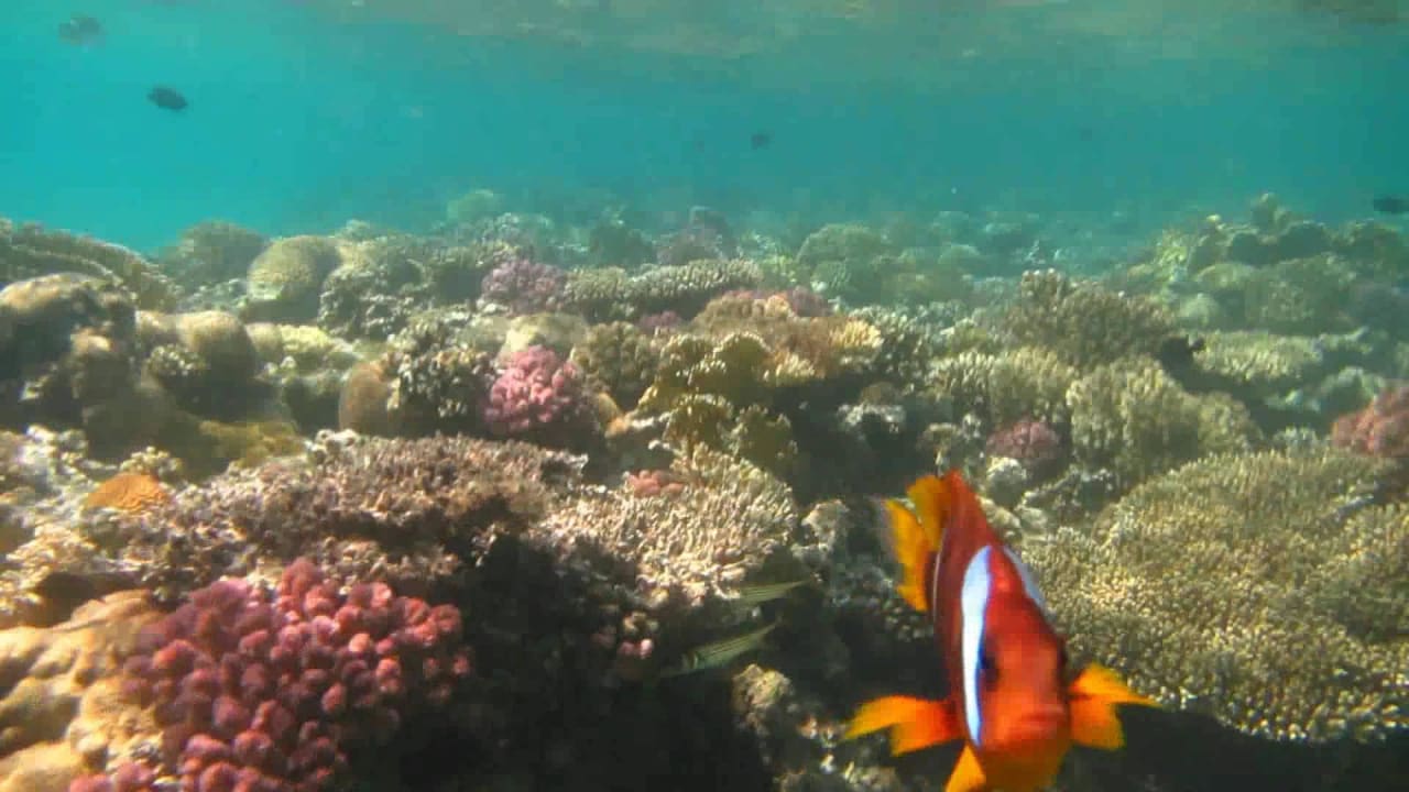 Hausriff vom Hotel Menaville Menaville Safaga