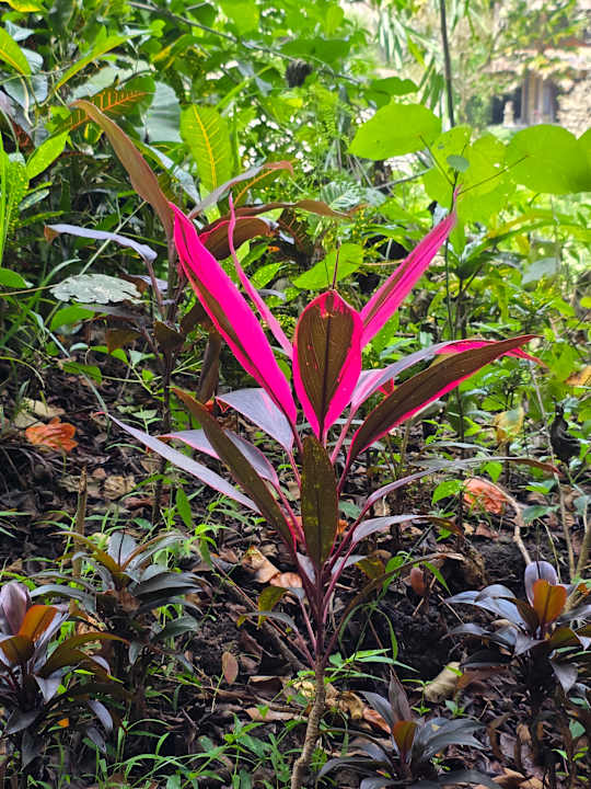 Außenansicht Hotel Tjampuhan