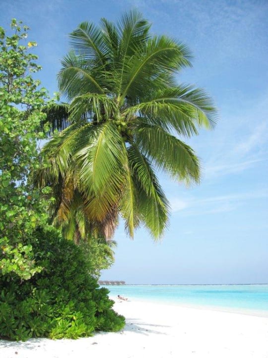 Palmen & Strand Meeru Maldives Resort Island