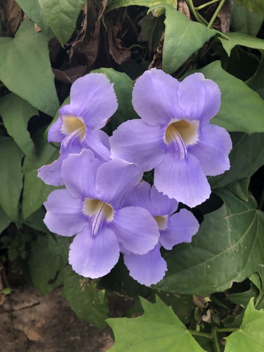 Gartenanlage Berjaya Beau Vallon Bay Resort & Casino