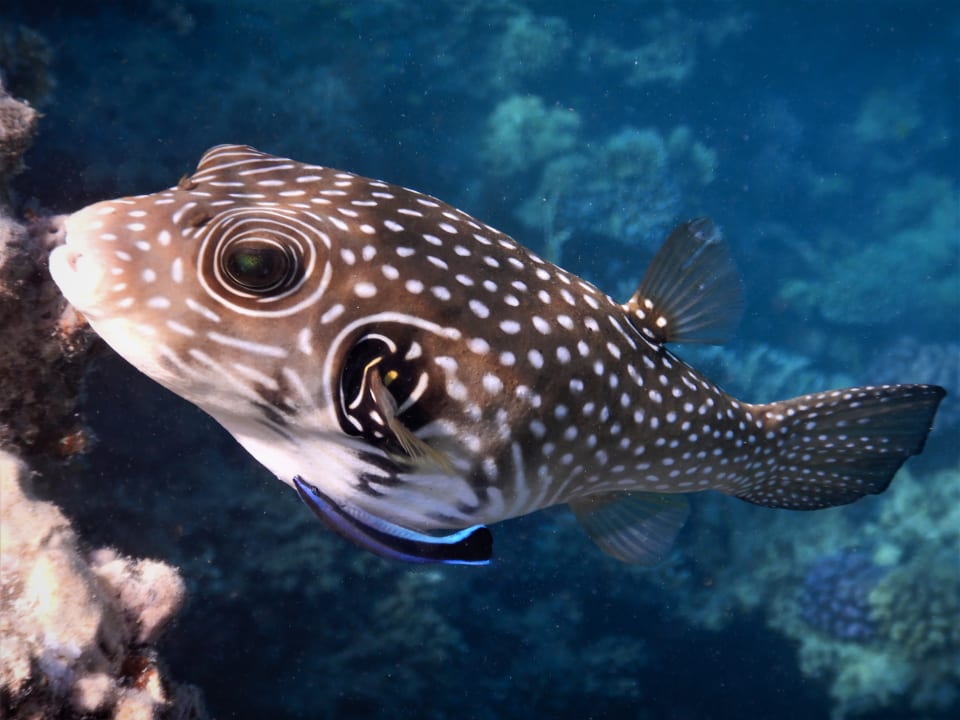 Sport & Freizeit Lahami Bay Beach Resort