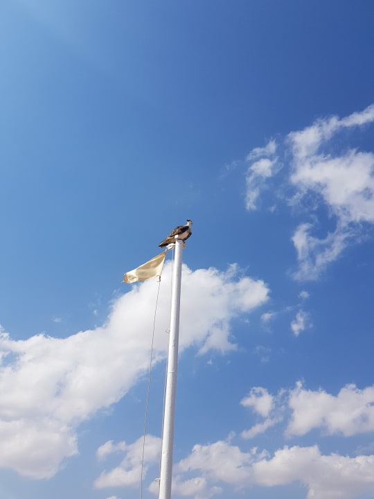 Sonstiges Jaz Solaya