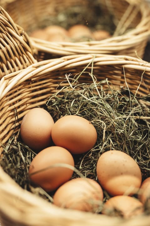 Gastro Hotel Gasthof Adler