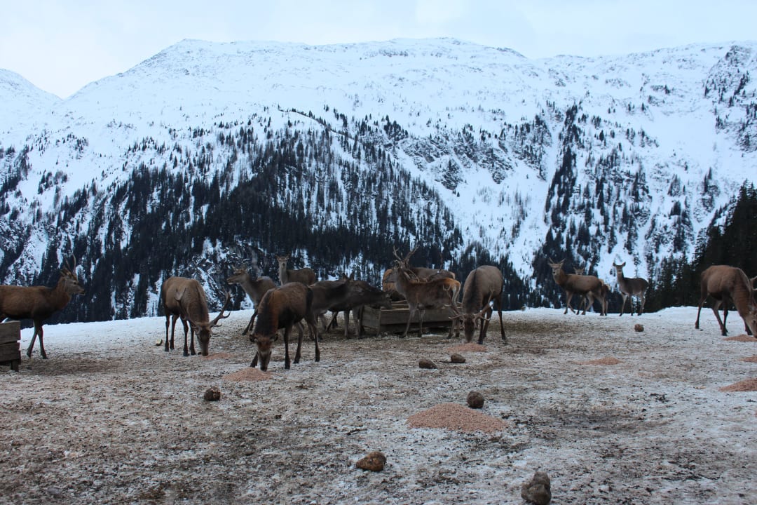 Hirsch-Safari mit dem Hoteleigentümer Selina Bad Gastein
