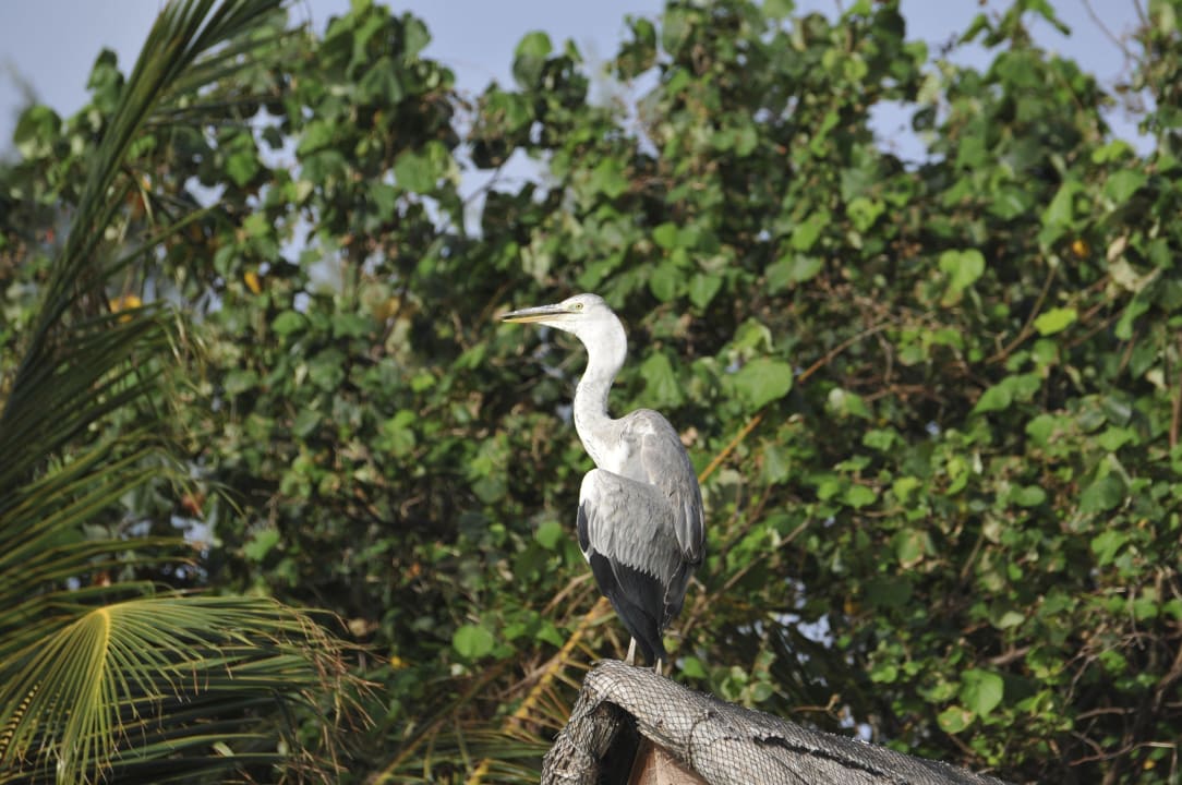 Safari Island Safari Island Maldives