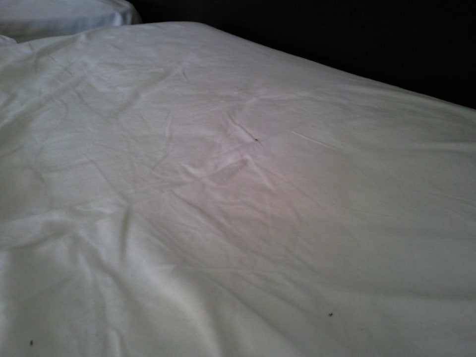 Ameisen im Bett Iberostar Waves Cala Domingos