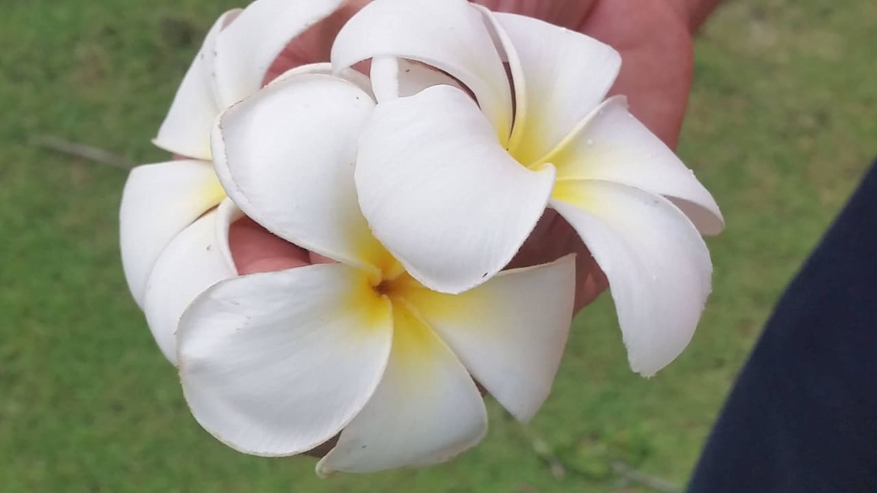 Herrlich duftende Frangipani-Blüten  Adaaran Select Hudhuran Fushi - Premium All Inclusive