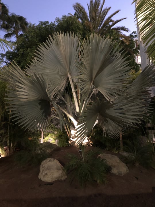 Gartenanlage LABRANDA Marieta - Adults only