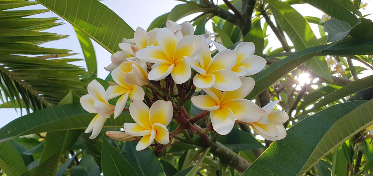 Gartenanlage Steigenberger ALDAU Beach Hotel