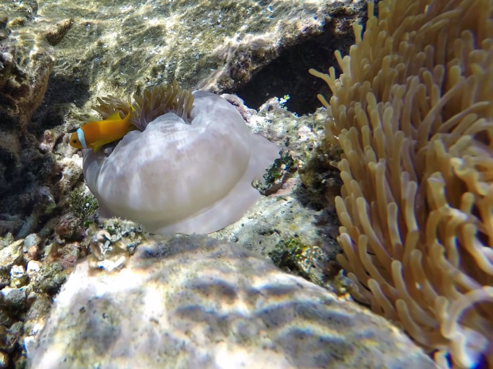 Malediven - Anemonenfisch NH Collection Maldives Havodda Resort