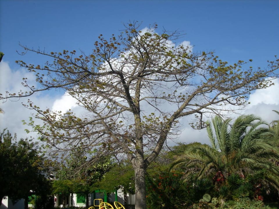 Papagei im Baum Bungalows Cordial Sandy Golf