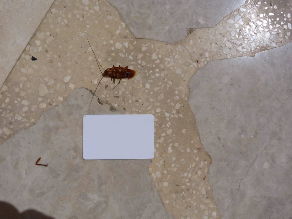 Ungeziefer durch Klimaanlage, auch im Bett Salalah Rotana Resort