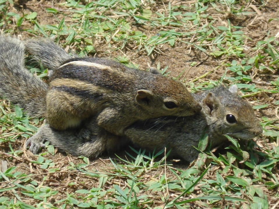 Animationsprogramm Mermaid Hotel & Club