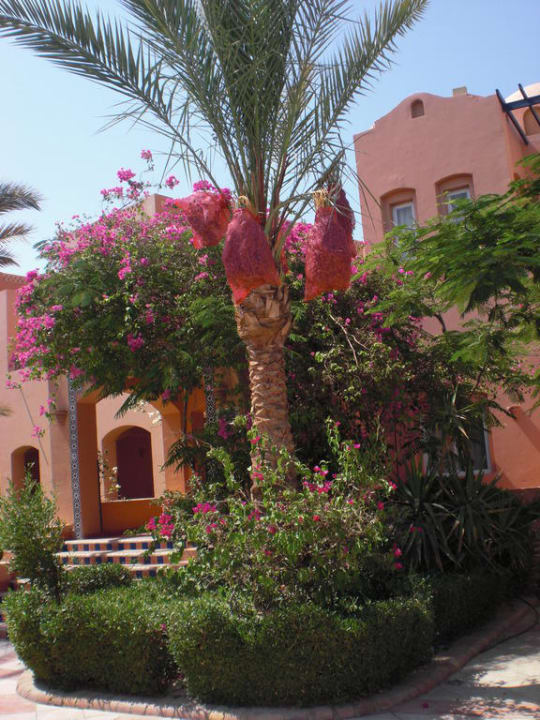 Dattelpalme Jaz Makadi Oasis Resort