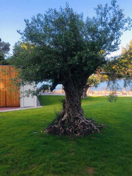 Gartenanlage Villas Arausana & Antonina