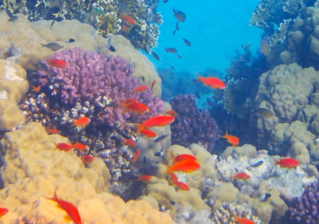 Sport & Freizeit Grand Makadi