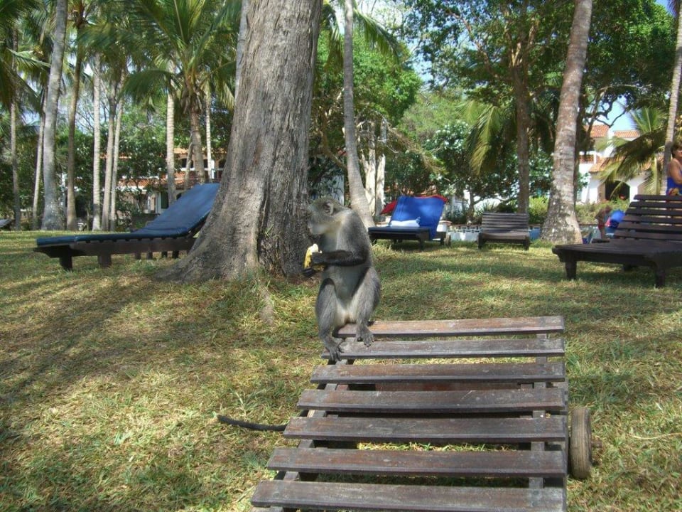 Liegewiese Hotel Diani Sea Lodge