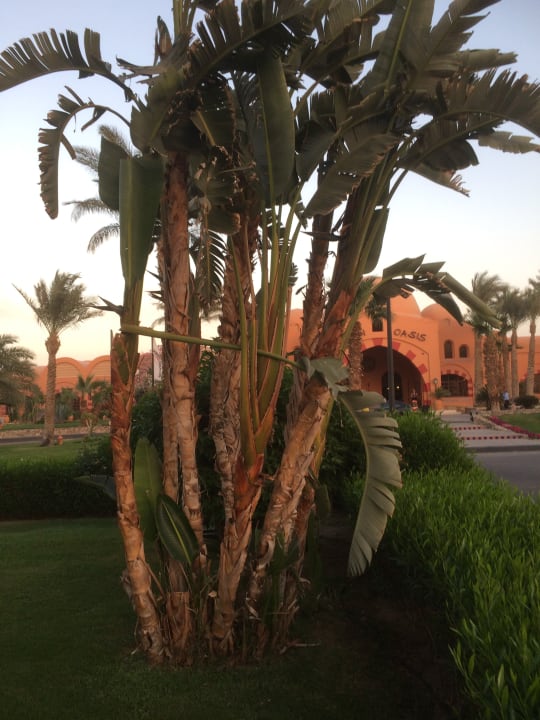 Gartenanlage Jaz Makadi Oasis Resort