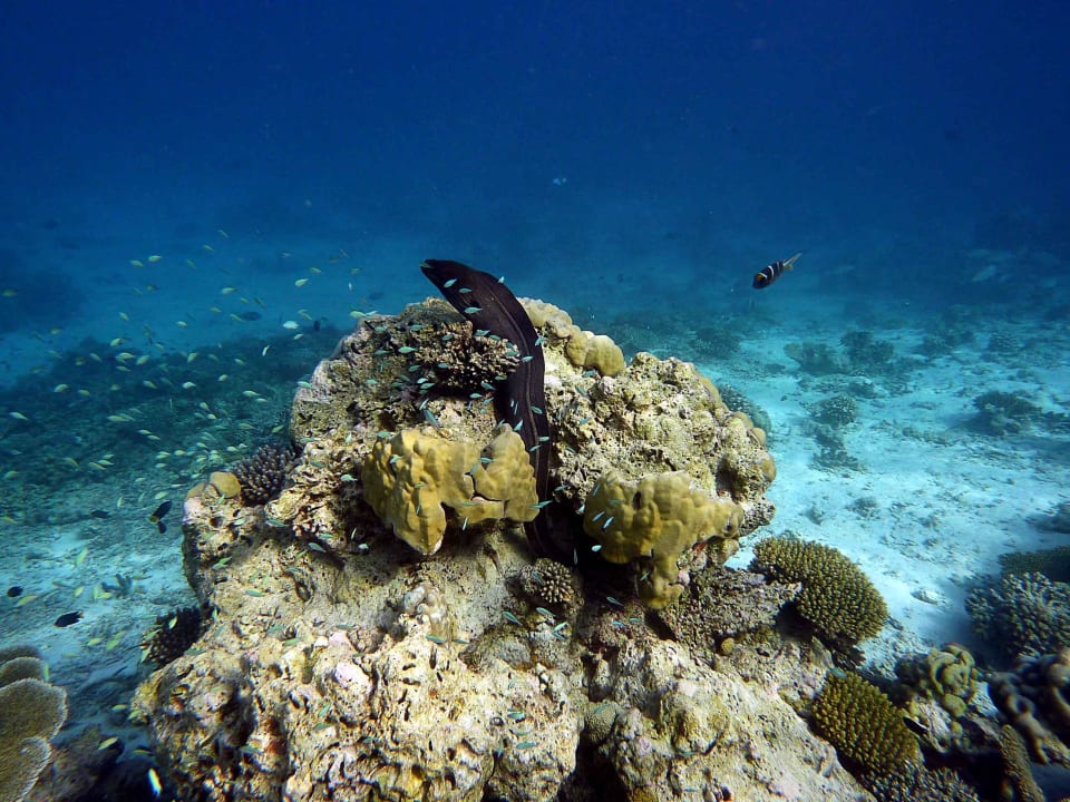 Beim Schnorcheln NH Collection Maldives Reethi Resort