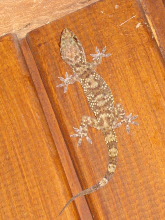 Toilettengekko! Can Garden Beach