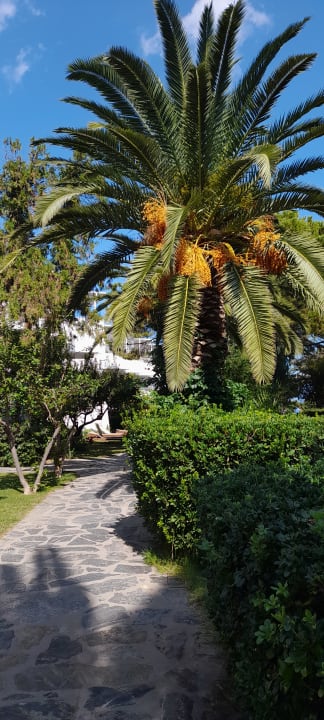 Gartenanlage Apollonia Beach Resort & Spa