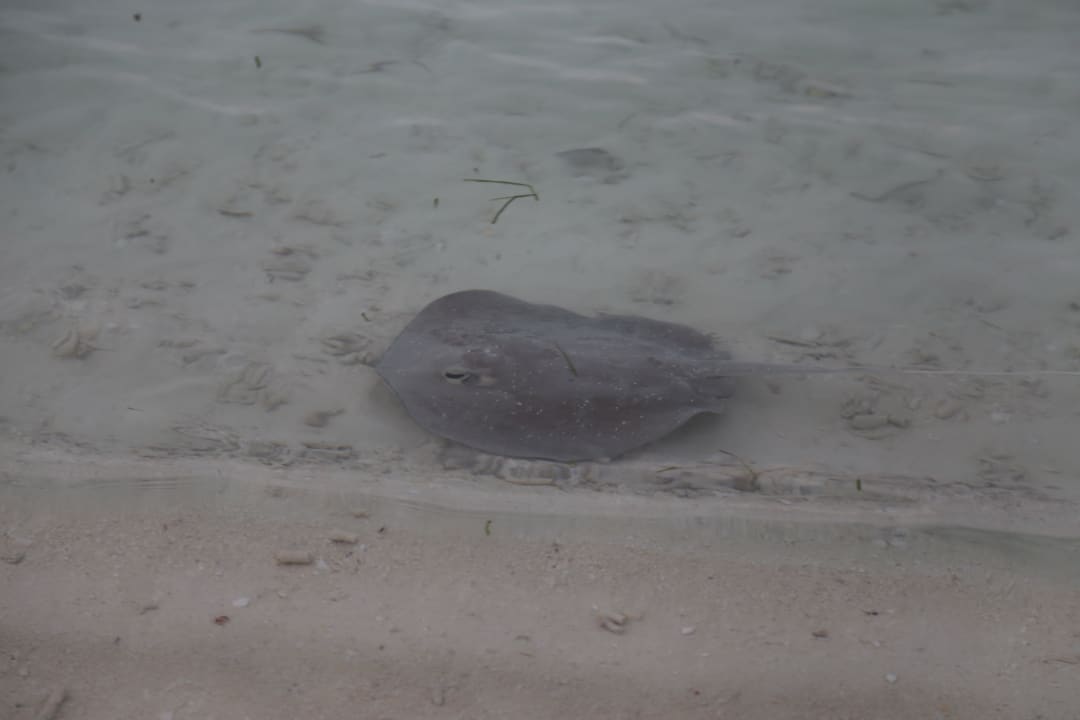 Rochen Kuredu Island Resort & Spa