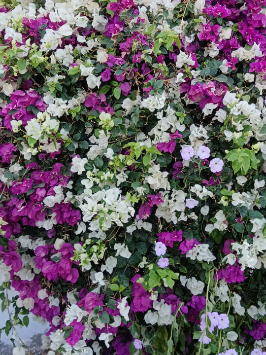 Gartenanlage Three Corners Equinox Beach Resort